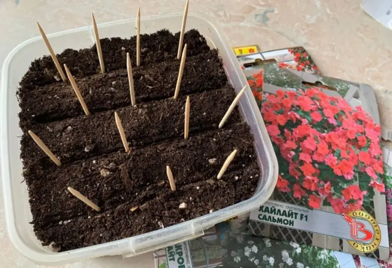 Il trucco dei giardinieri esperti: semina le petunie con uno stuzzicadenti