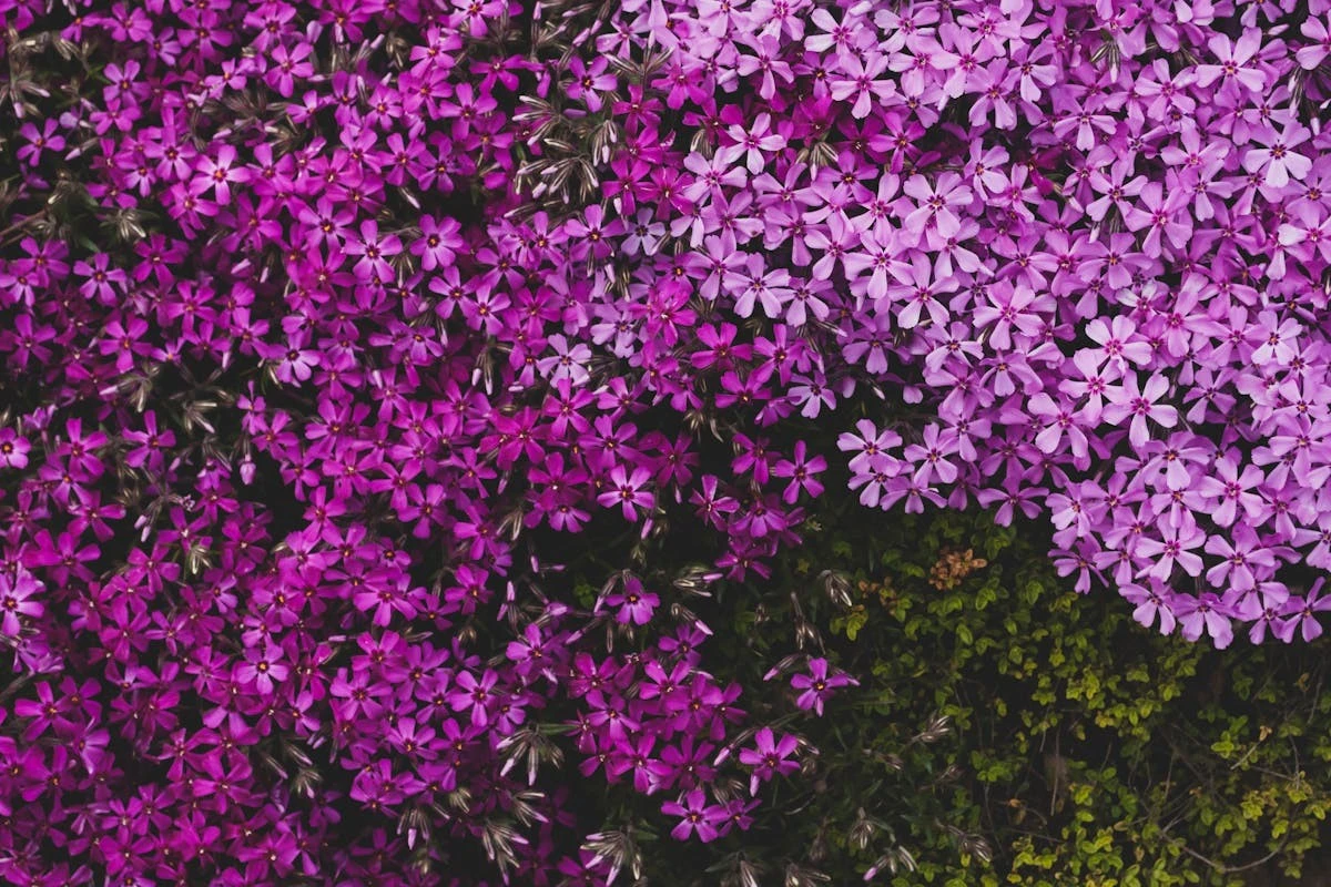 12 Piante Che Soffocano le Erbacce, Rendendo il Tuo Giardino un Sogno