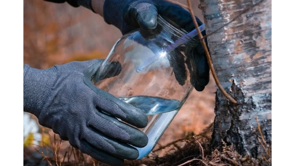 Acqua di betulla: raccoglierla e berla per un pieno benessere, le regole d'oro