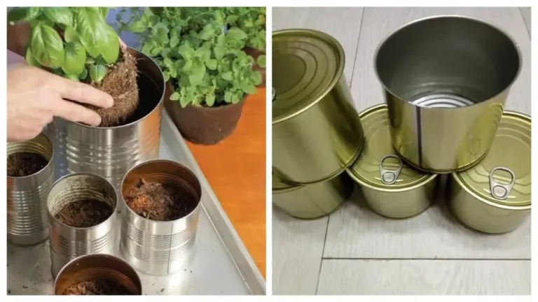 Barattoli di marmellata: da rifiuto a vaso da fiori gratuito per il tuo giardino