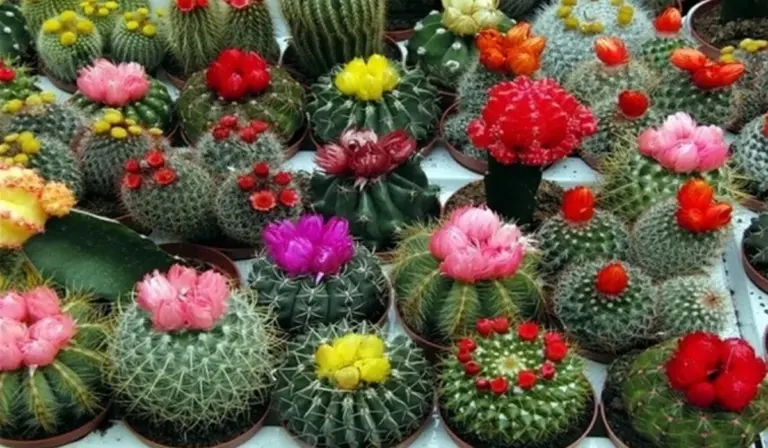 Carbone attivo per cactus: la soluzione economica che rigenera le tue piante in pochi giorni