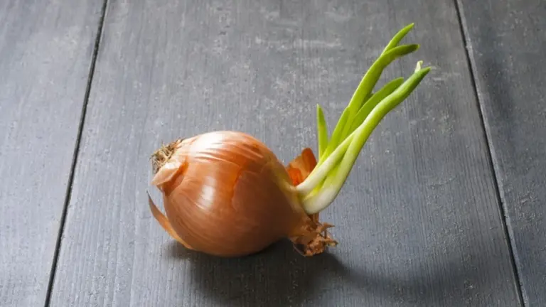 Cipolle germogliate: si possono mangiare? Ecco cosa dice la scienza