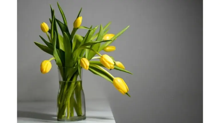 Come far durare le tulipani più a lungo in vaso: il segreto dei fioristi