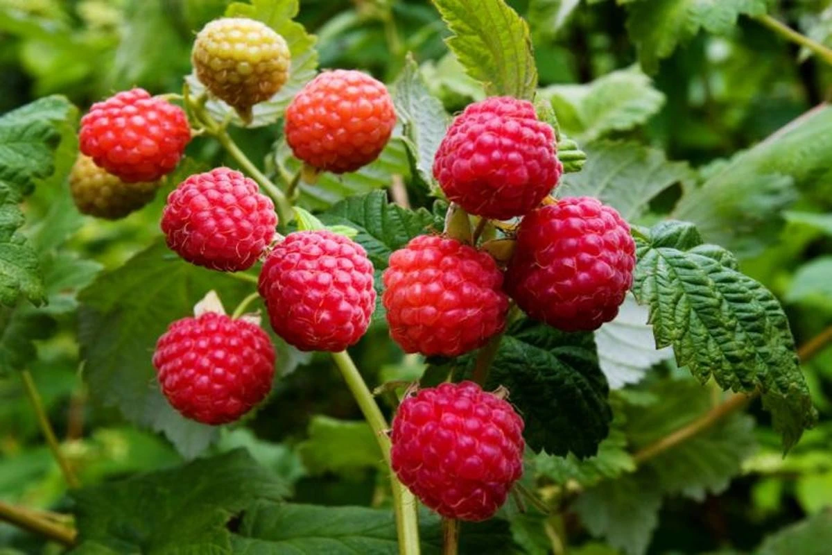 Giardinaggio frustrante? Ecco perché i tuoi lamponi, ribes e uva spina non danno frutti (segreti dell'esperto)