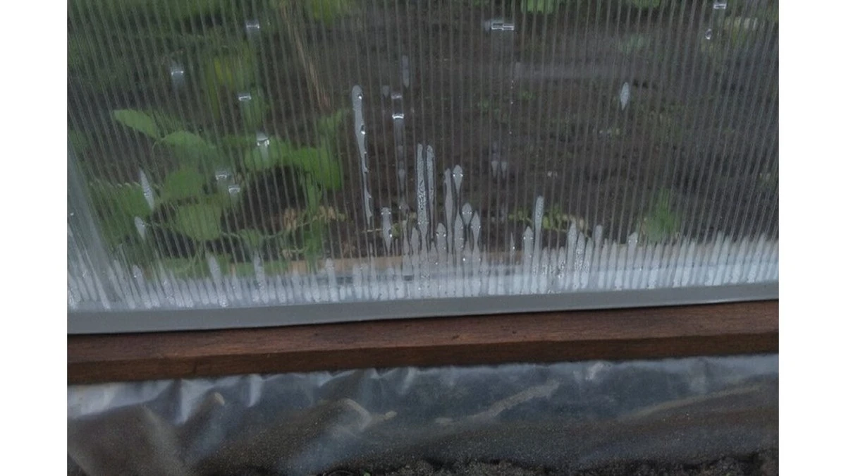 Ho perso tre raccolti di fila finché un vecchio giardiniere non mi ha avvertito: "Smetti di fare questa cosa la mattina" - e ora i pomodori sono sani fino all'autunno
