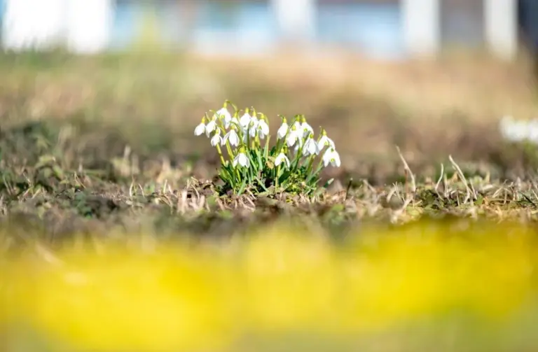 Il Risveglio Lento della Natura: Quando Dire Addio al Freddo per Accogliere la Primavera