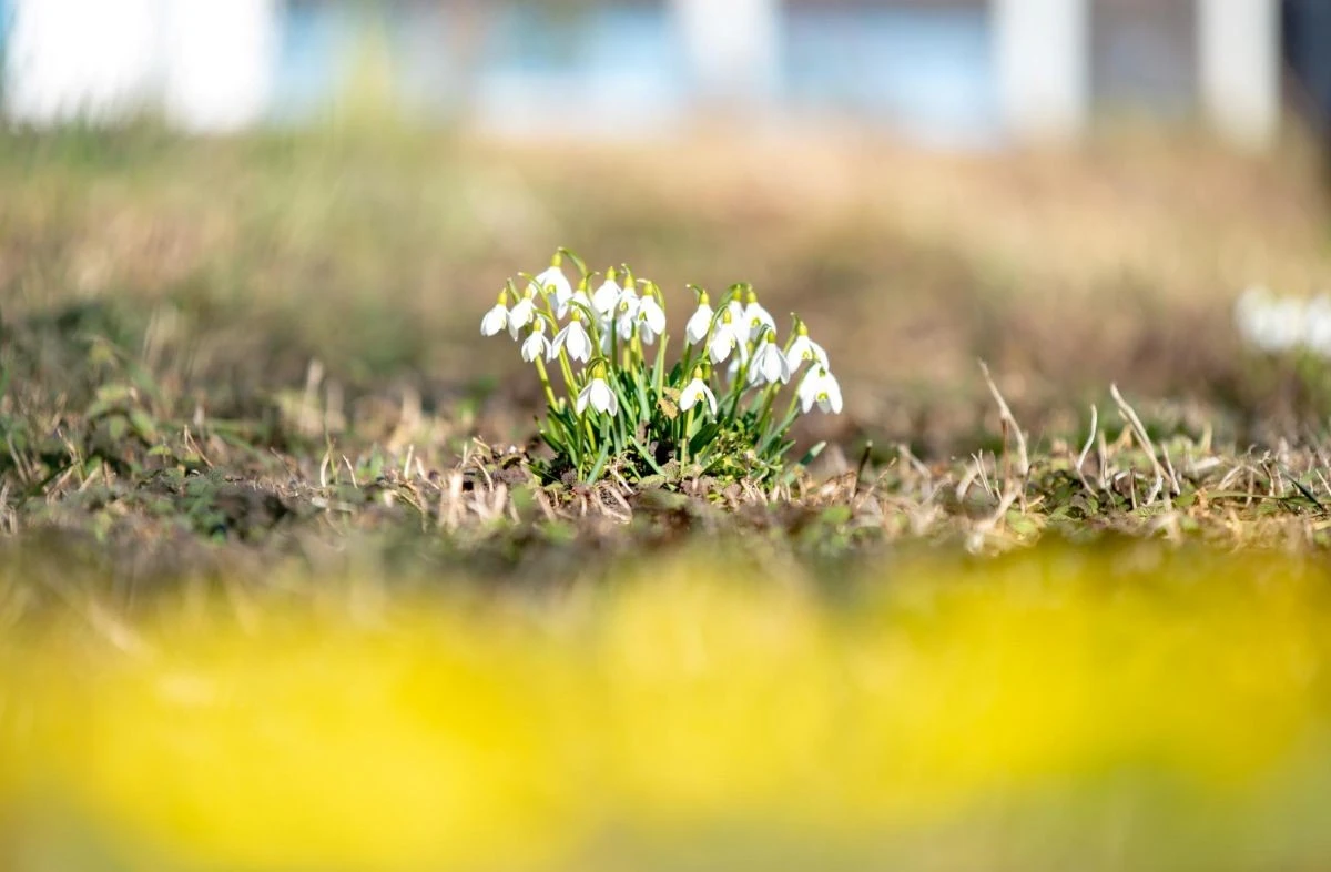 Il Risveglio Lento della Natura: Quando Dire Addio al Freddo per Accogliere la Primavera