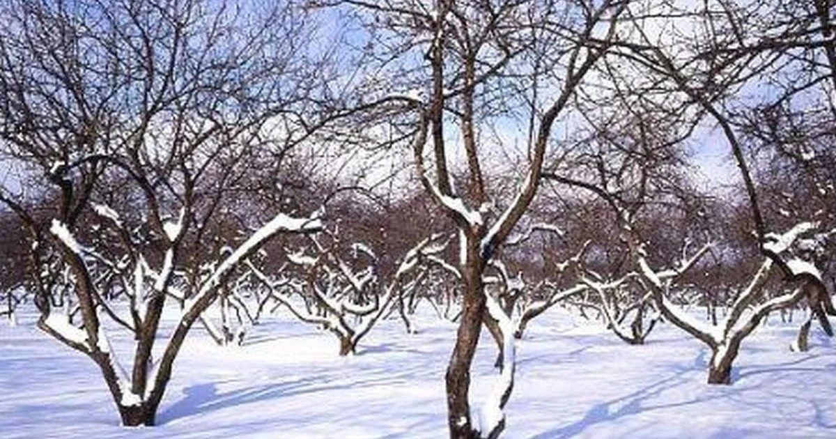 Il segreto degli agronomi: ecco perché concimare gli alberi sulla neve è la mossa vincente per il raccolto primaverile