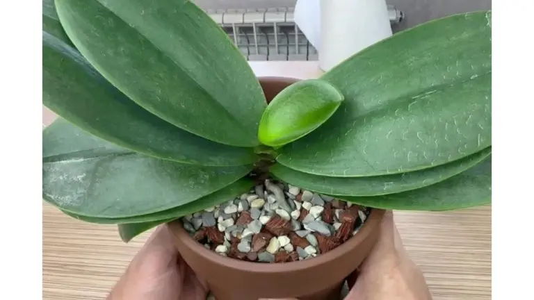 Il segreto per orchidee lucide e rigogliose: un ingrediente inaspettato dalla tua cucina