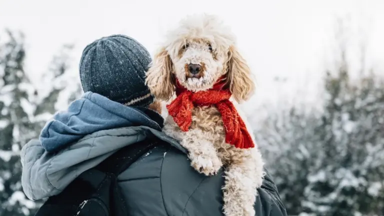 Il tuo cane può essere vegetariano? I rischi nascosti che devi conoscere