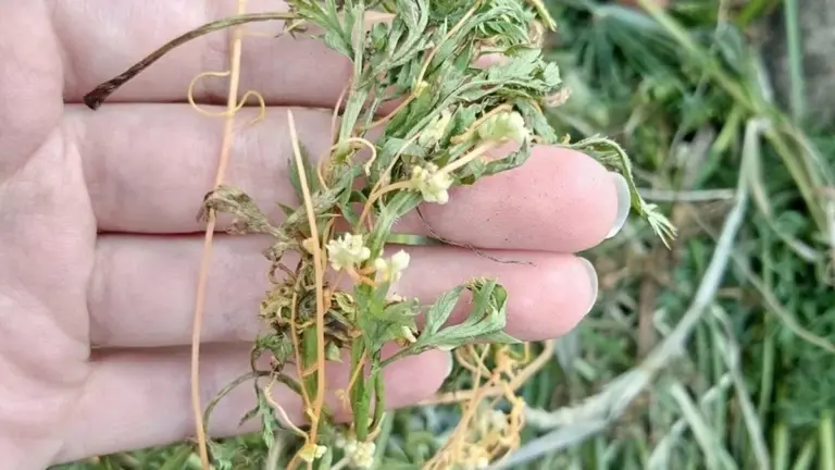 I trucchi dell'orto: come proteggere le piantine dal gelo con scarti naturali