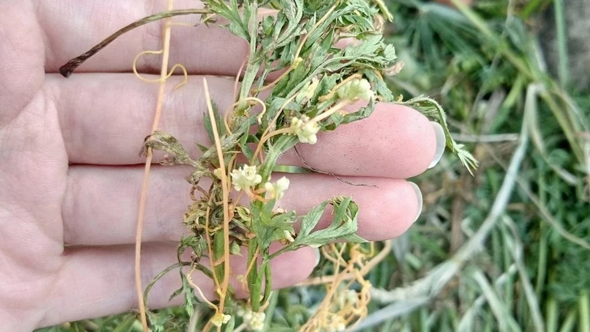 I trucchi dell'orto: come proteggere le piantine dal gelo con scarti naturali