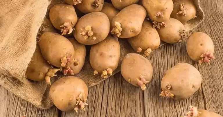 La mela che fa miracoli: il trucco semplice per non far germogliare le patate per mesi