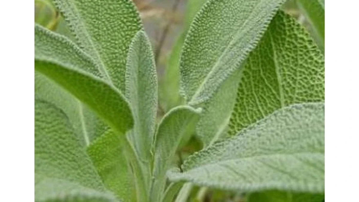 La Salvia: La Pianta Miracolosa Che Abbonda Nei Nostri Giardini Ma Che Ignoriamo