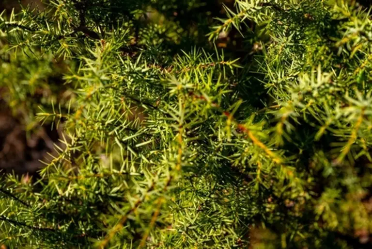 L'infuso dimenticato che i nonni usavano per i reni sofferenti dal freddo