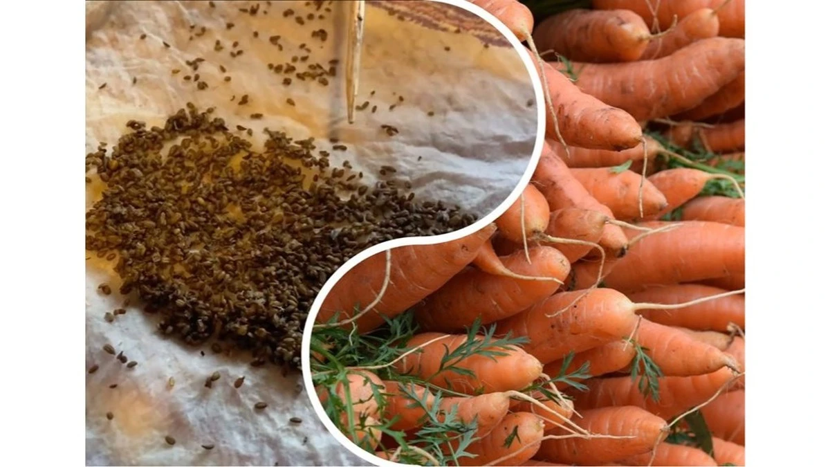 Non aspettare settimane: fai germogliare i semi di carota in meno di 24 ore con questo trucco semplice