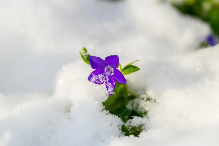 Oltre Heiko: la vera natura delle tempeste atlantiche e nebbie che inghiottono la primavera