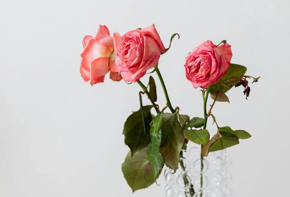 Otto trucchi infallibili per far durare le tue rose fresche per giorni, non ore