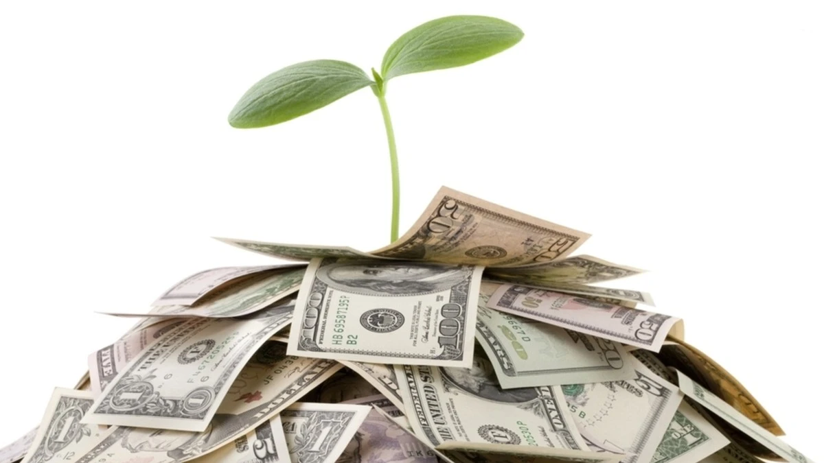 Pachira: L'albero da 30 euro che secondo il Feng Shui porta ricchezza (ma con 2 trucchi segreti)