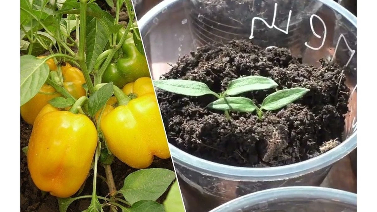 Paprika germina 5 giorni prima: un semplice trucco che fa la differenza