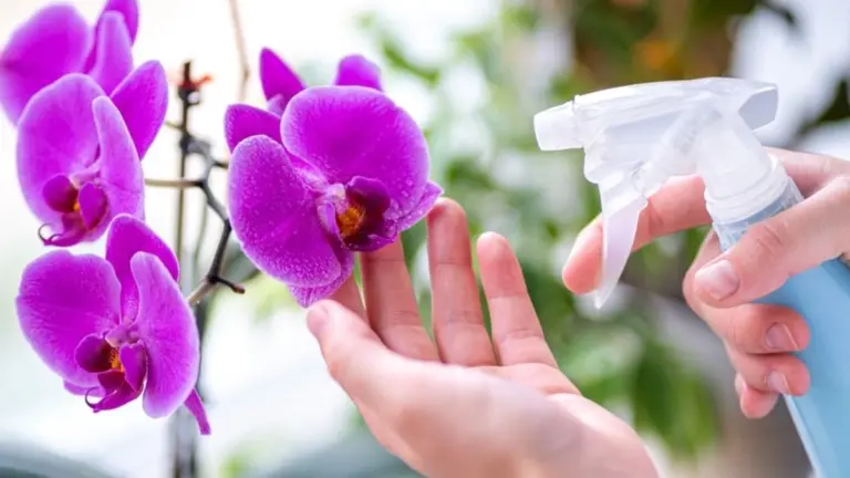 Perché avere un'orchidea in casa ti cambierà la vita (e non è solo per la sua bellezza)