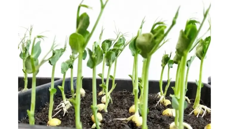 Semi vecchie di 5 anni: ecco come ho ottenuto un vivaio di pomodori inaspettato