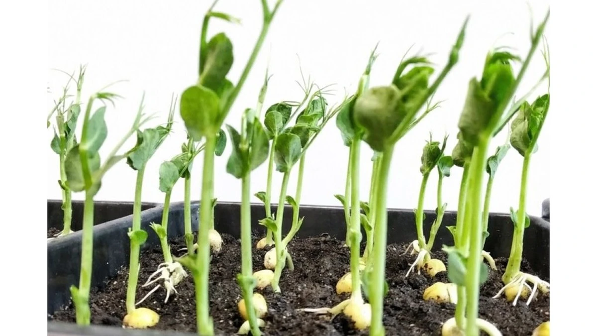 Semi vecchie di 5 anni: ecco come ho ottenuto un vivaio di pomodori inaspettato