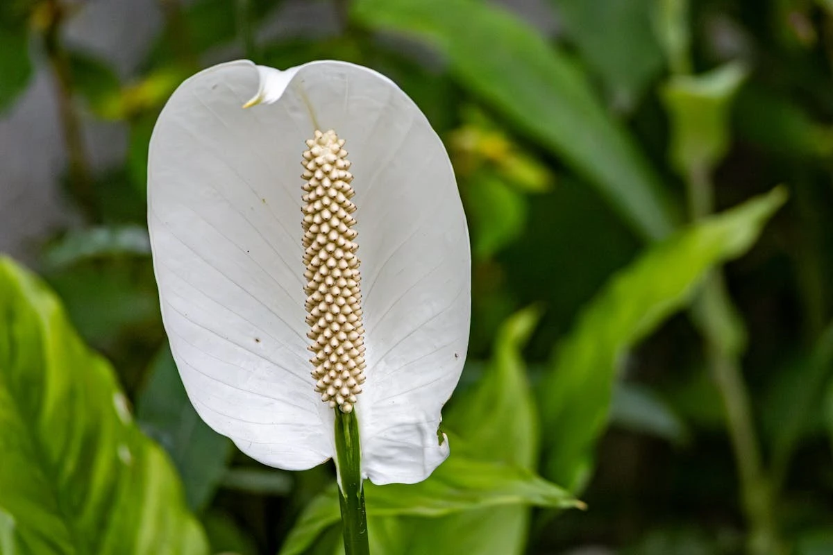 Svolta il tuo Spathiphyllum: il taglio del fiore che non conosce quasi nessuno