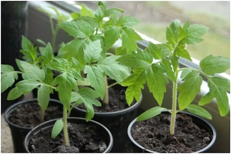 Taglio dei pomodori alla radice: i frutti maturi due settimane prima