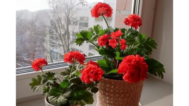 Un cucchiaino di iodio per un'esplosione di fiori: il segreto dei giardinieri per gerani rigogliosi