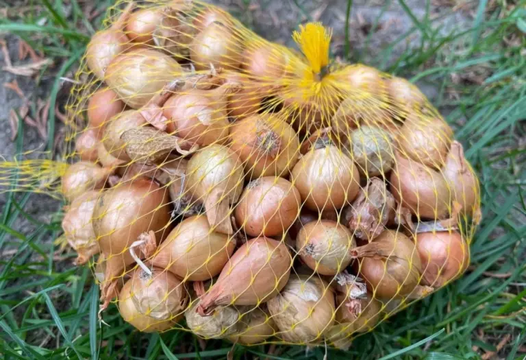 Verde: il trucco della nonna per cipolle che non vanno a fienile