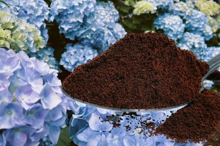 4 piante che amano i fondi di caffè: fioriture rigogliose con i tuoi resti