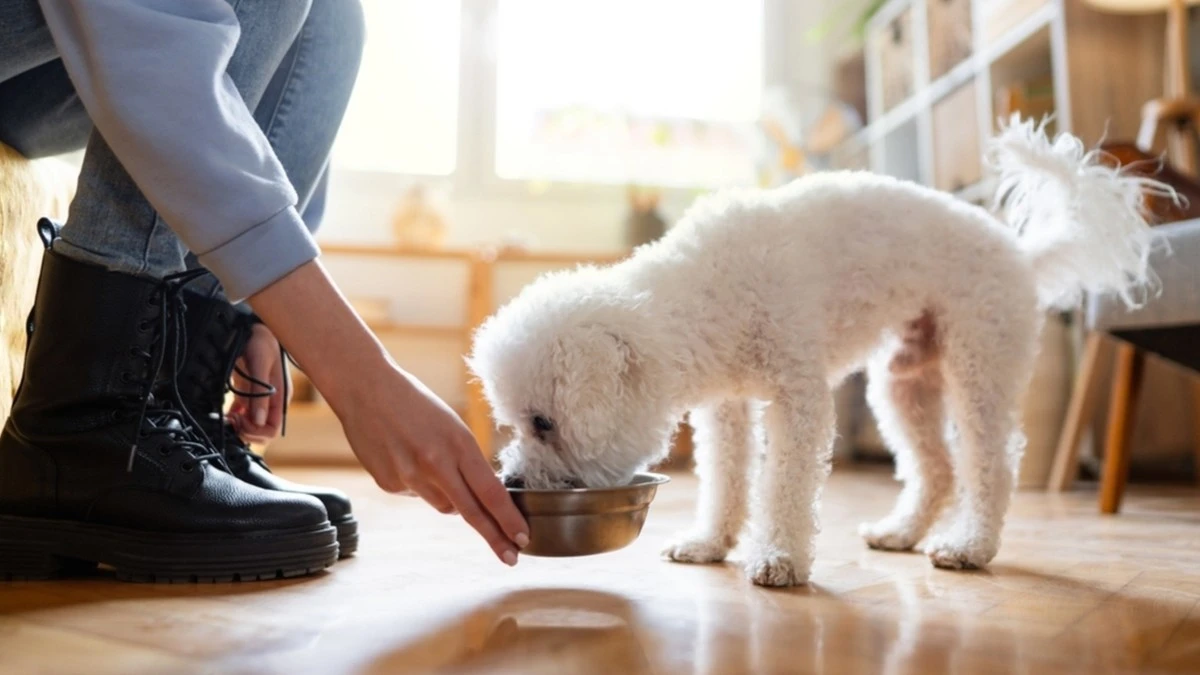 5 Segnali Poco Noti Che Indicano Che il Tuo Cane o Gatto Beve Troppo Poco