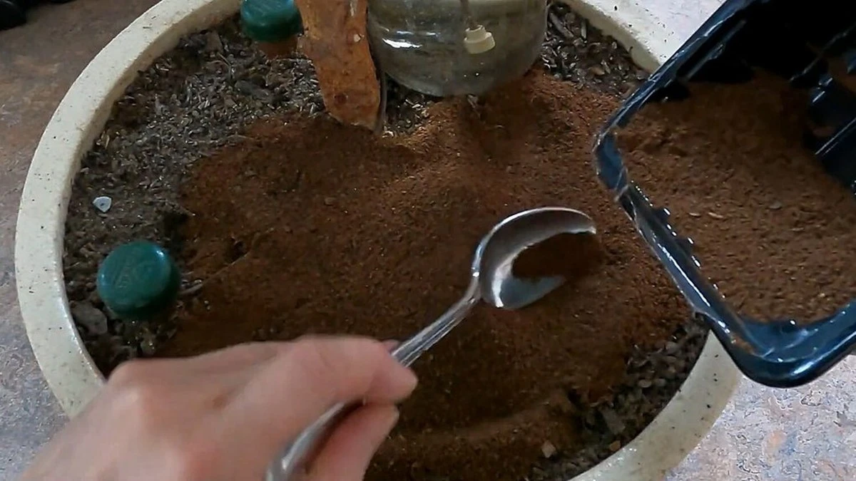 5 segreti del caffè: come i fondi di caffè possono trasformare il tuo orto in un tesoro