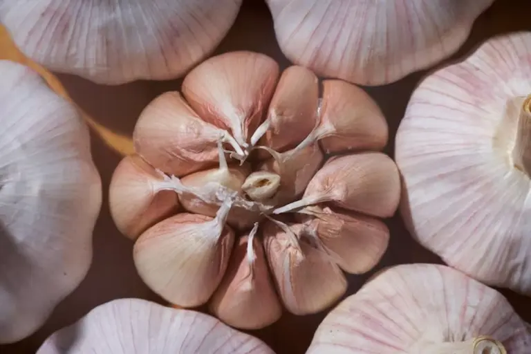 Aglio in primavera: come ottenere teste enormi anche se hai mancato l'autunno
