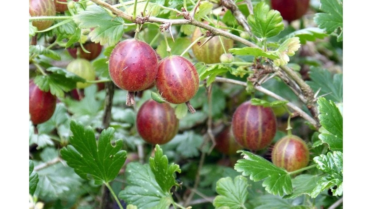 Agrifogli: 2 cucchiai di questo e le bacche saranno grandi come uva!