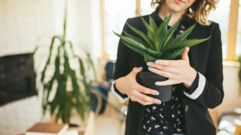 Aloe Vera e Altre 5 Piante da Mettere in Casa per Purificare l'Aria
