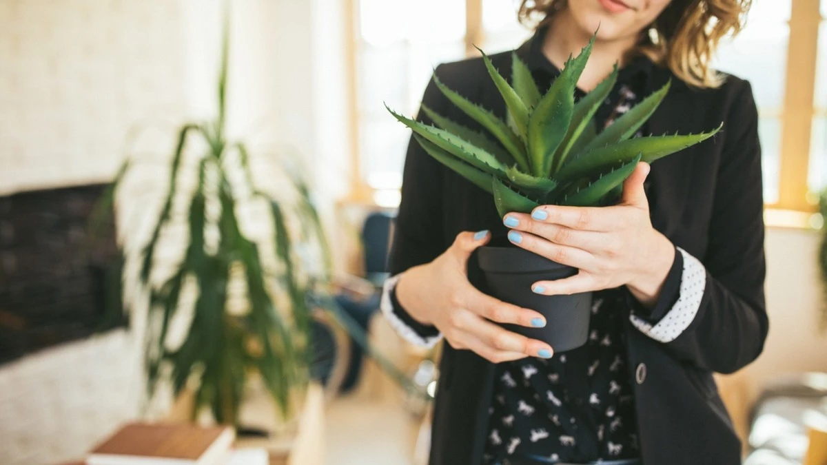 Aloe Vera e Altre 5 Piante da Mettere in Casa per Purificare l'Aria
