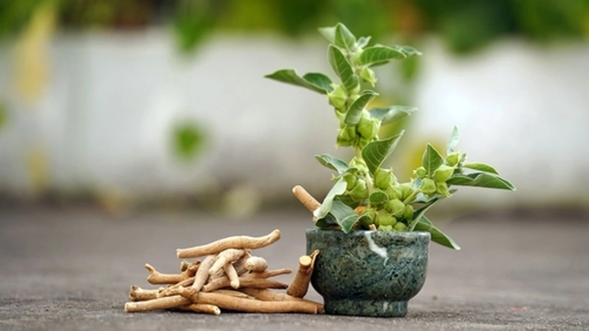 Ashwagandha: l'esperto farmacista avverte "Non è una panacea per tutti"