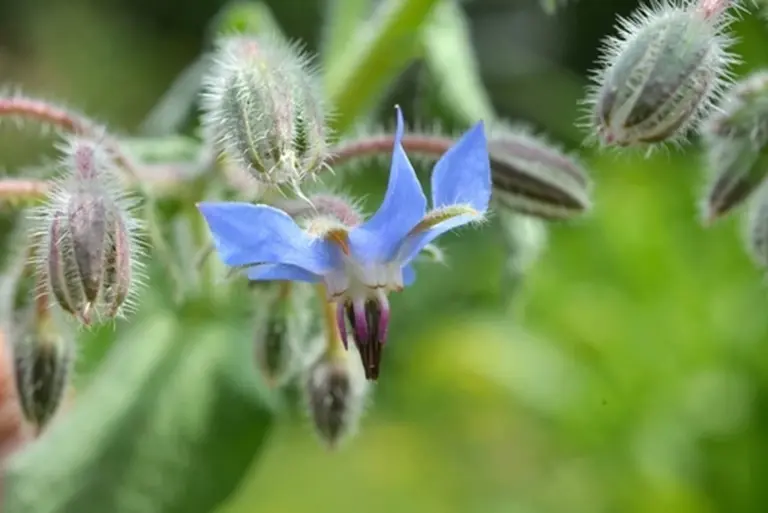 Borragine: la pianta con stelle blu che ha rivoluzionato la mia cucina e la mia pelle