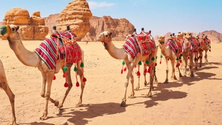 Cammelli Botossati: Scandalo al Concorso di Bellezza in Oman