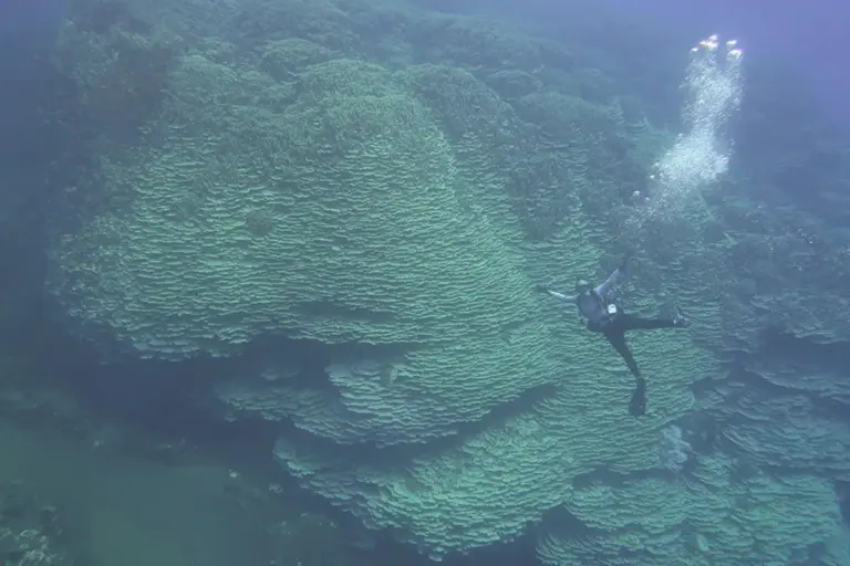 Corallo gigante trovato in una caldera vulcanica: sfida le ere e svela i segreti della sopravvivenza