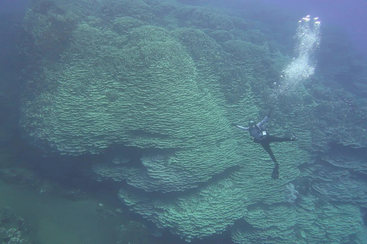 Corallo gigante trovato in una caldera vulcanica: sfida le ere e svela i segreti della sopravvivenza