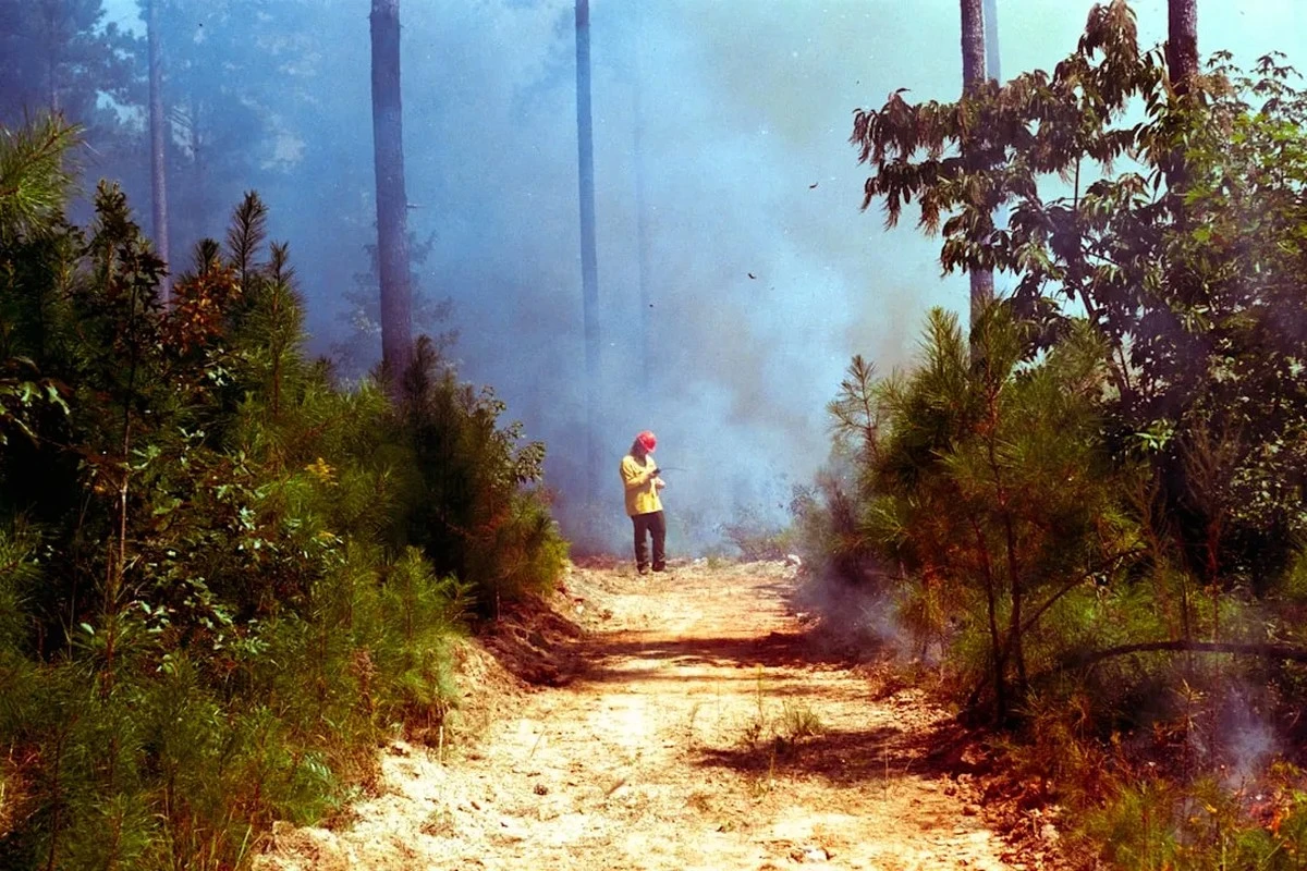 Fumo degli incendi boschivi: un nemico invisibile più pericoloso di quanto pensi