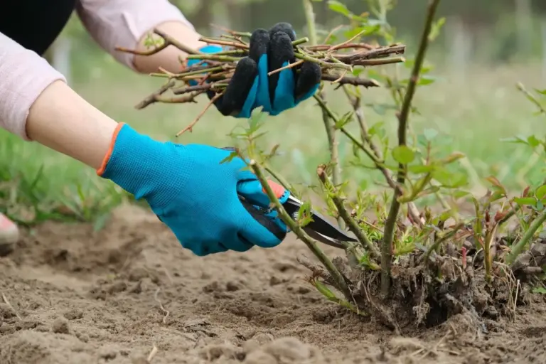 Giorno di potatura: un taglio sbagliato e la bellezza del tuo giardino ne risentirà