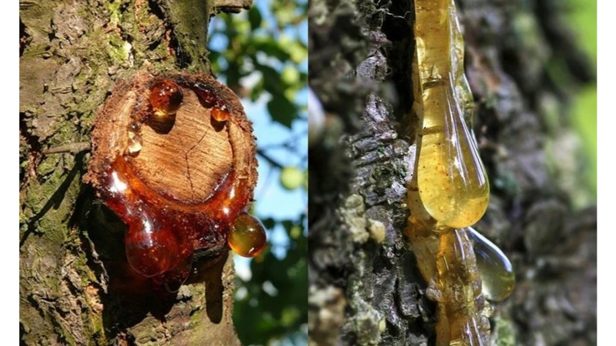 Gommosi sul fusto del ciliegio: non è un problema, è un sintomo e stai sbagliando il rimedio
