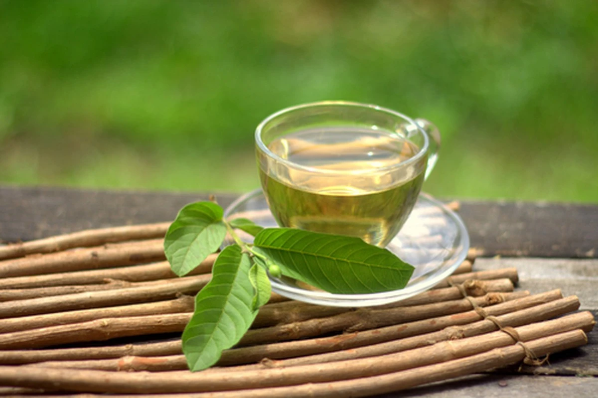 Guava Leaf Tea: The Asian Secret to Stabilize Blood Sugar