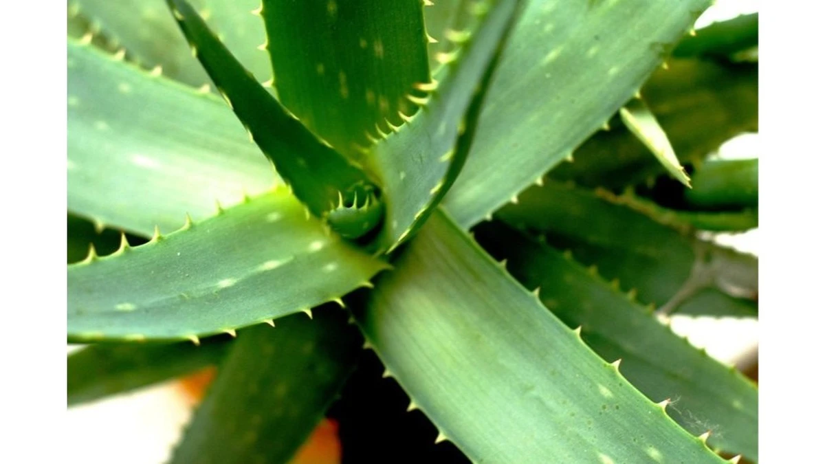 Ho messo una compressa di aspirina sotto una pianta di aloe vera: dopo un mese le foglie sono cambiate in modo sorprendente