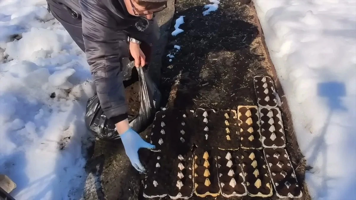 I contenitori delle uova sono un tesoro in giardino: la tecnica che molti trascurano e che aumenta il raccolto