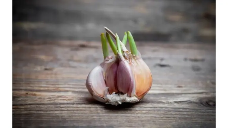 I germogli d'aglio che buttavo via: la mia incredibile scoperta di metà vita